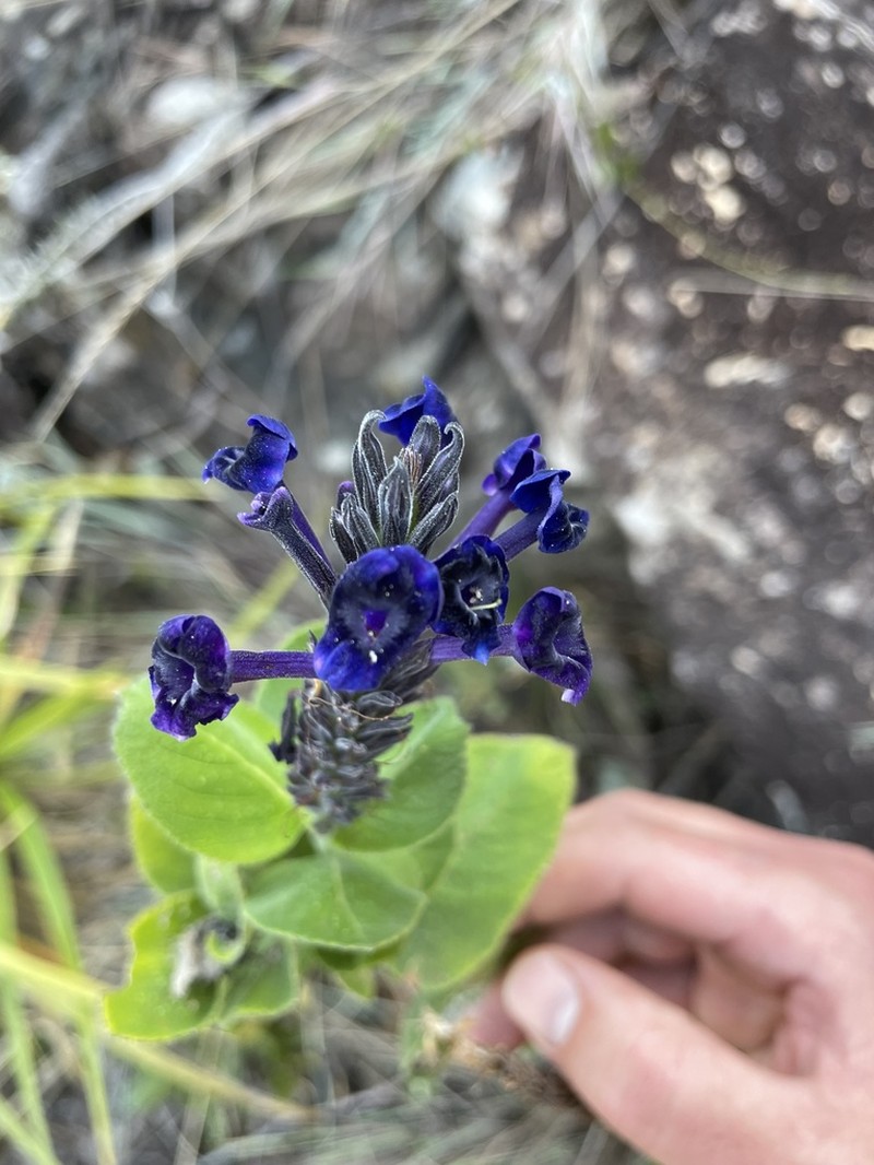 Stachytarpheta grandiflora photo 3