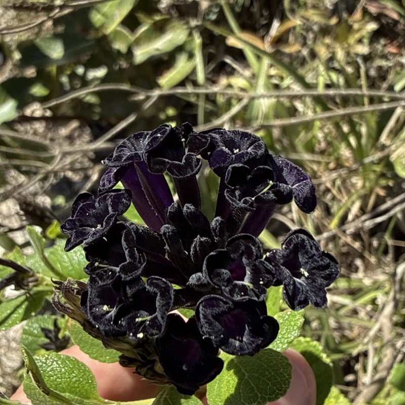 Stachytarpheta grandiflora photo 4