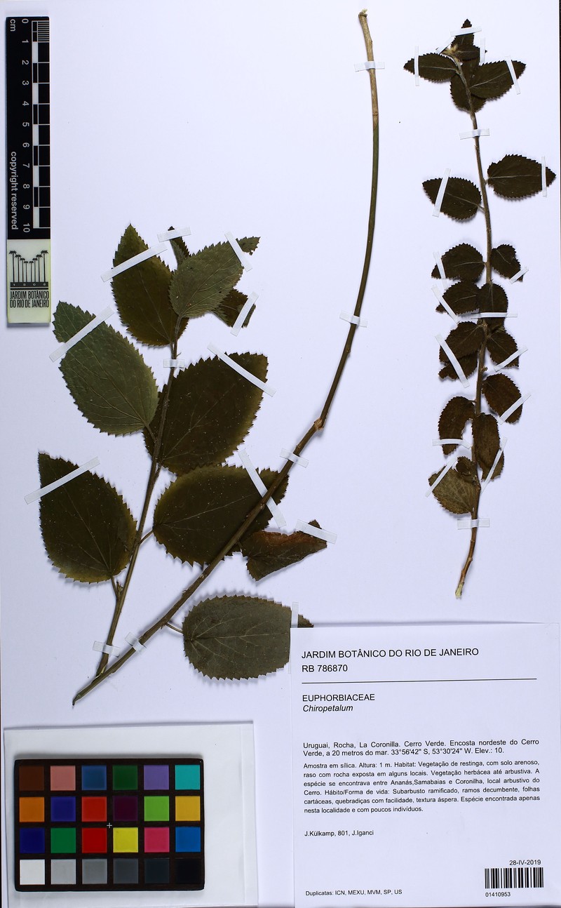 Stachytarpheta grandiflora photo 6