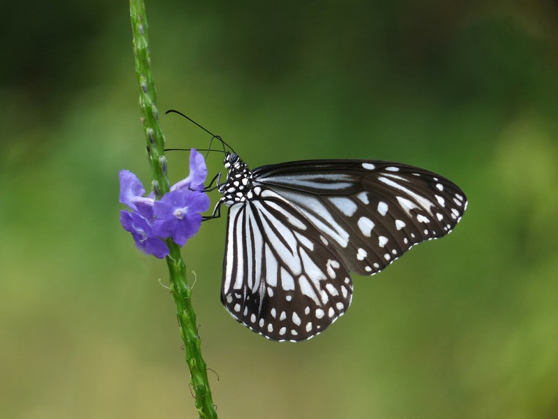Light-Blue Snakeweed photo 3