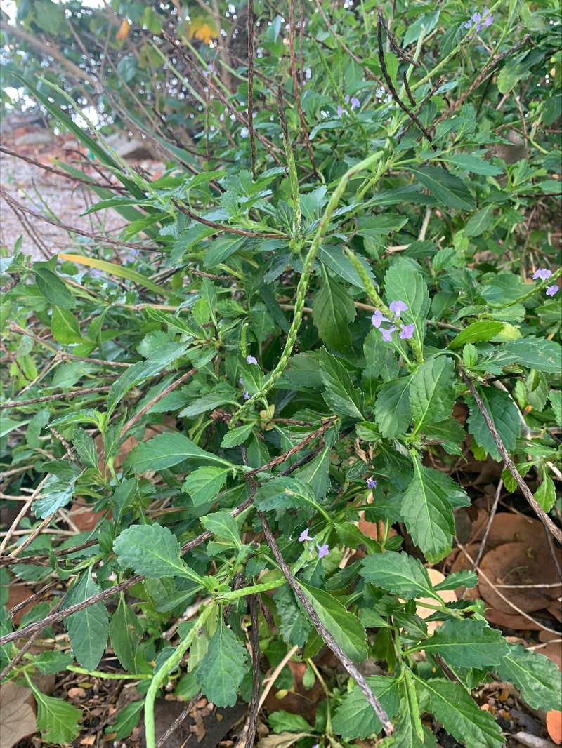 Light-Blue Snakeweed