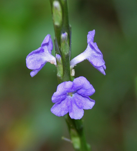 Light-Blue Snakeweed photo 4