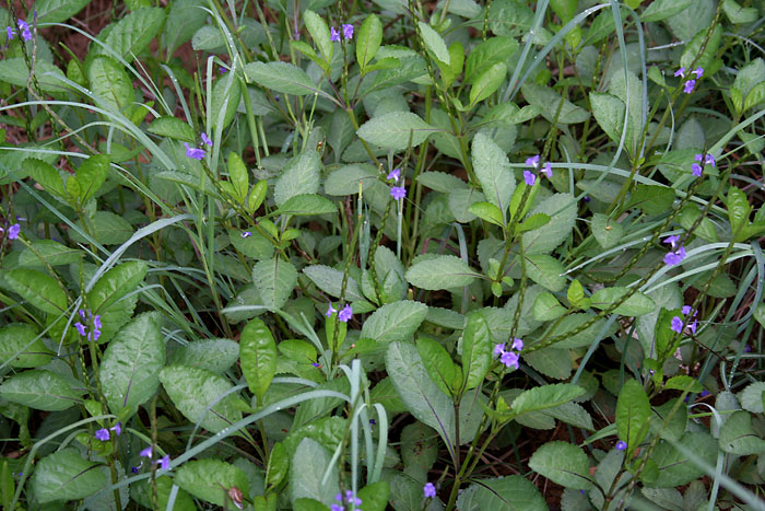 Light-Blue Snakeweed photo 5