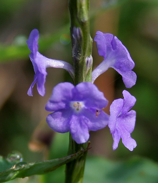 Light-Blue Snakeweed photo 6