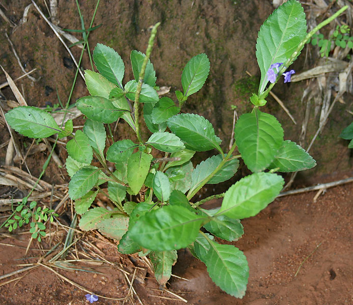 Light-Blue Snakeweed photo 7