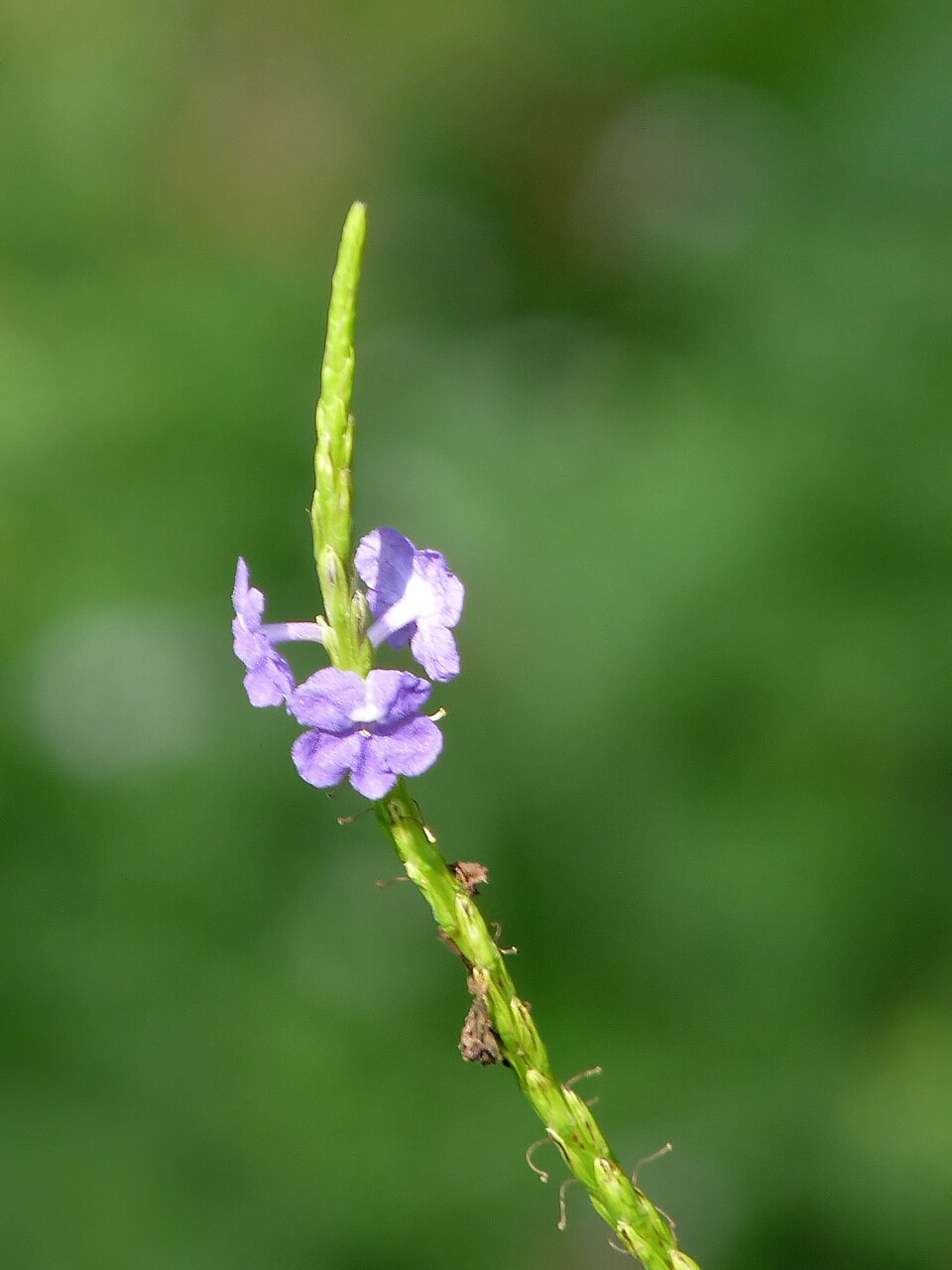 Light-Blue Snakeweed photo 8