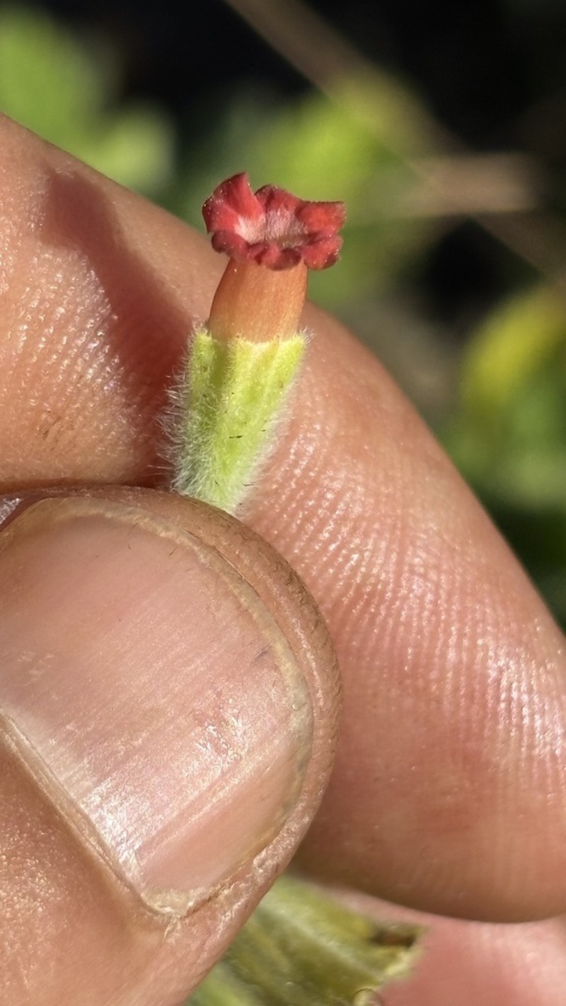 Stachytarpheta longipedicellata
