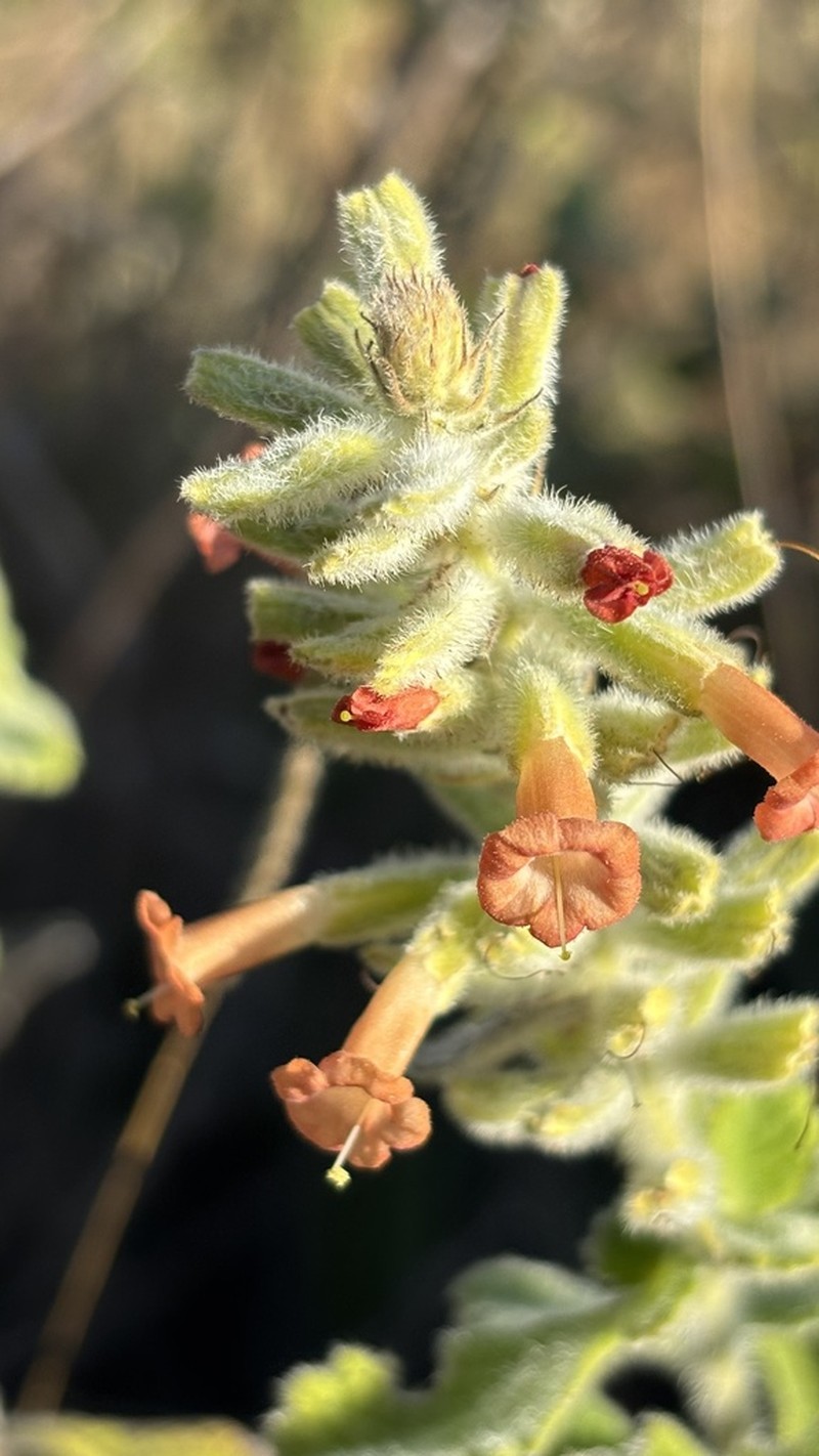 Stachytarpheta longipedicellata photo 2