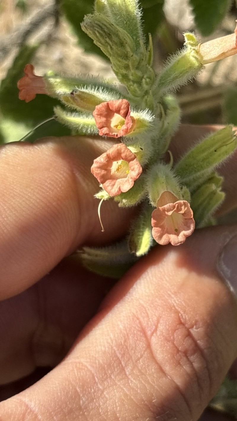 Stachytarpheta longipedicellata photo 3