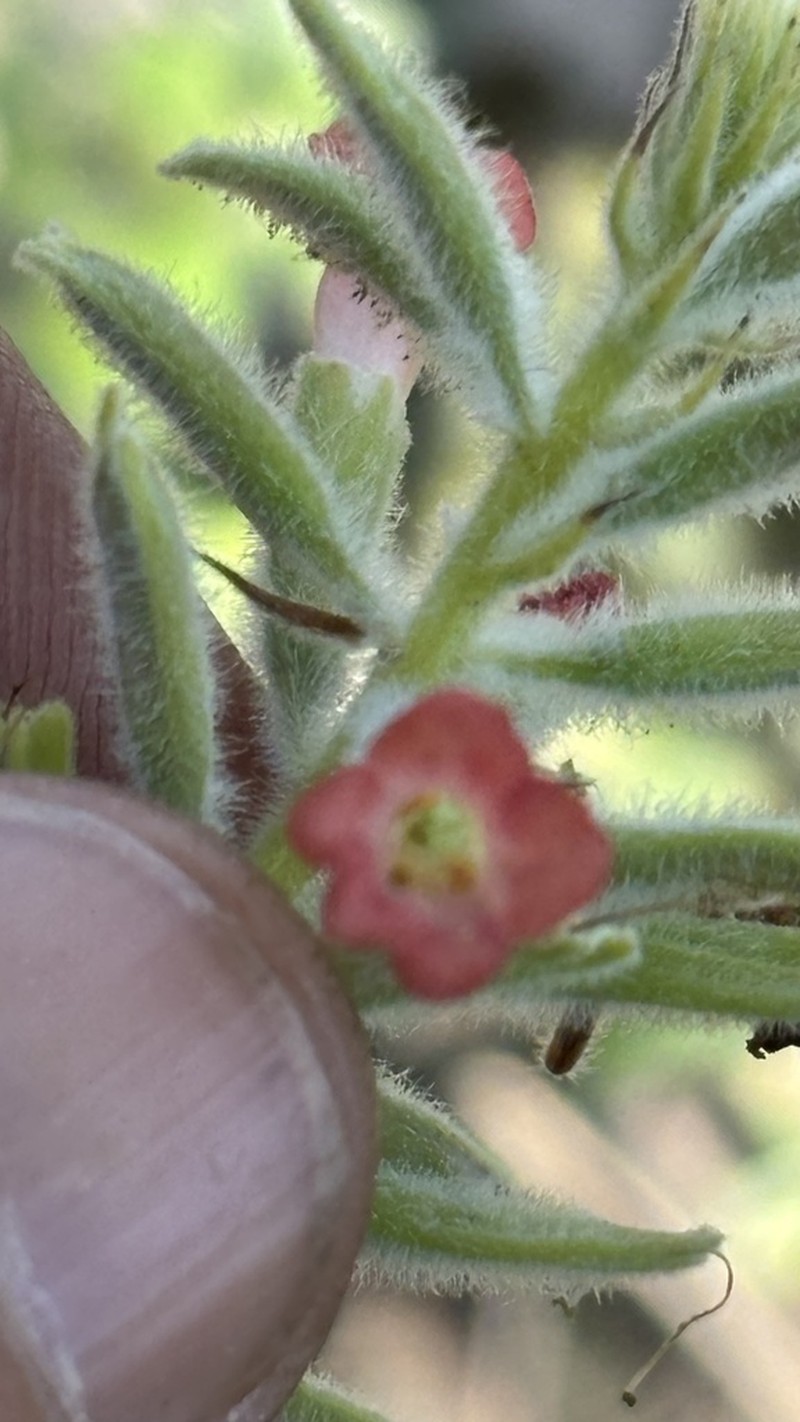 Stachytarpheta longipedicellata photo 4