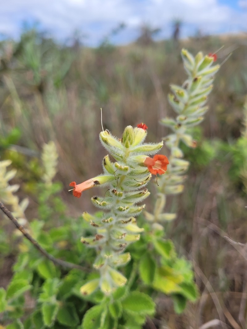 Stachytarpheta longipedicellata photo 5