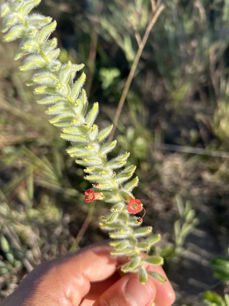 Stachytarpheta longipedicellata photo 6