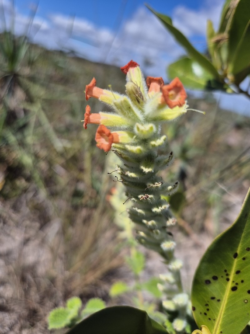 Stachytarpheta longipedicellata photo 7