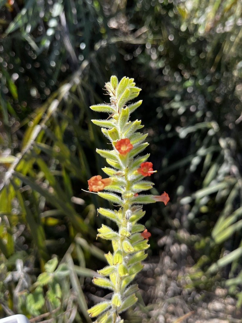 Stachytarpheta longipedicellata photo 8