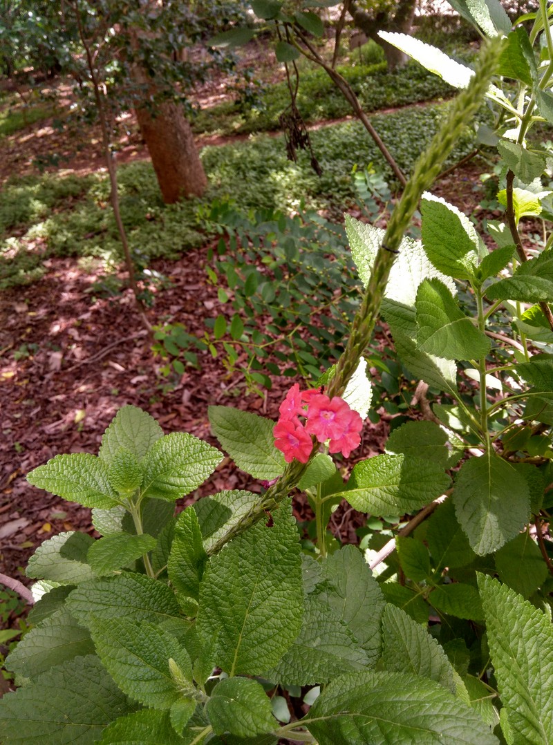 Changeable Velvetberry photo 4