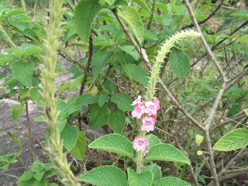 Changeable Velvetberry photo 5