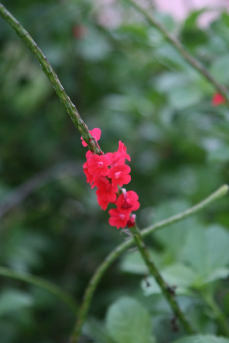 Changeable Velvetberry photo 6