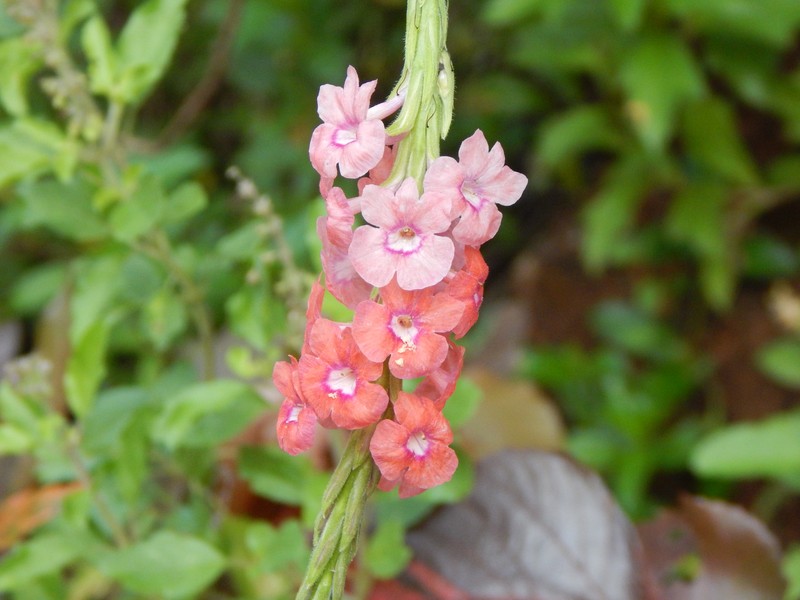 Changeable Velvetberry photo 2