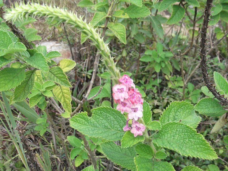 Changeable Velvetberry photo 3