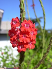 Changeable Velvetberry