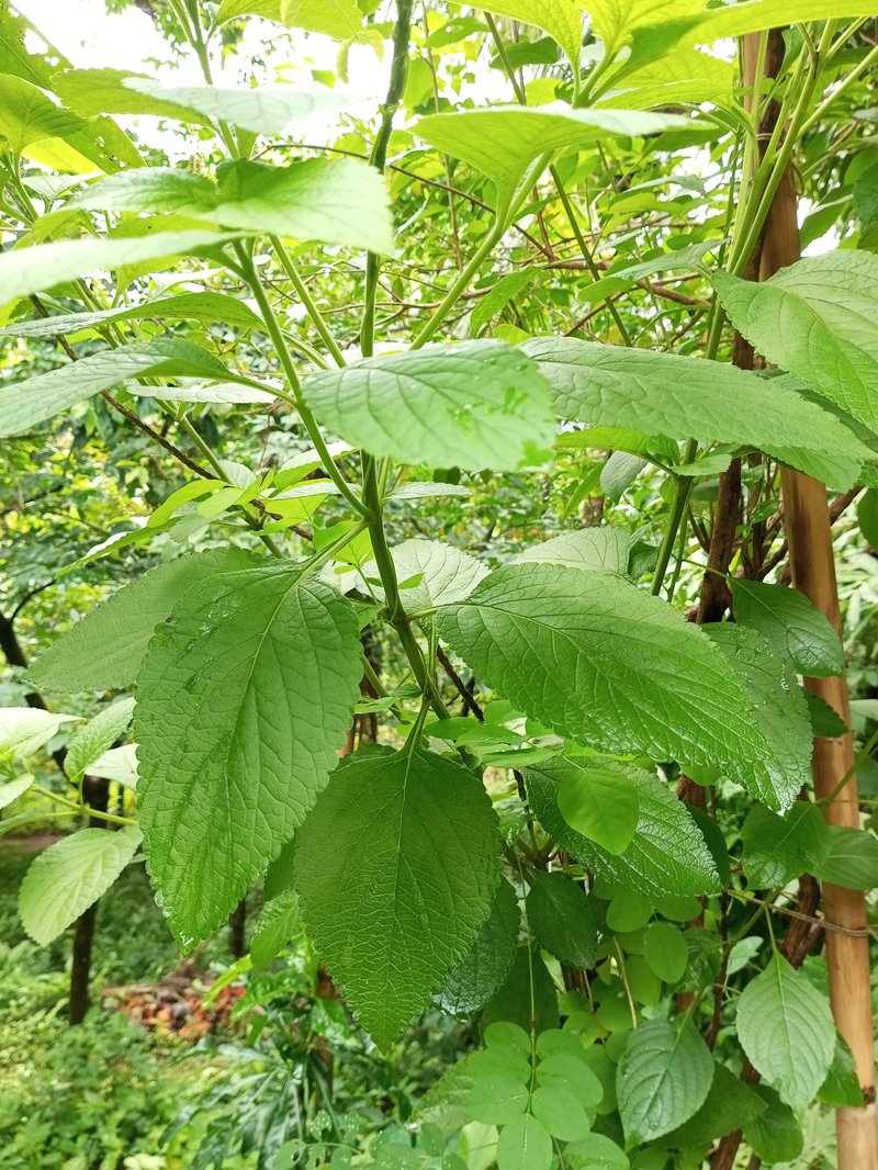 Changeable Velvetberry photo 8