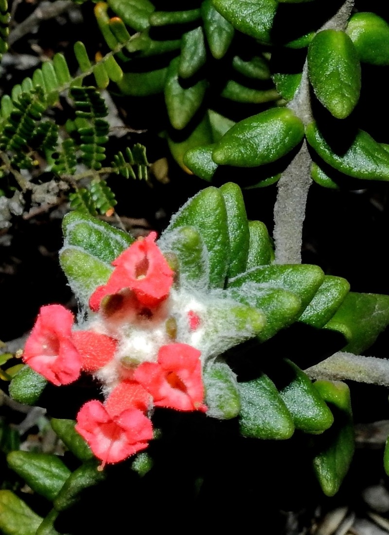 Stachytarpheta praetermissa