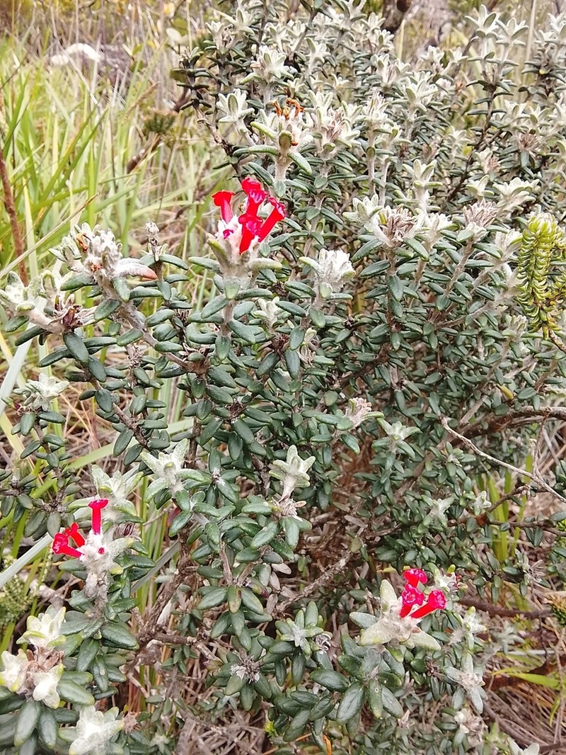 Stachytarpheta praetermissa photo 2