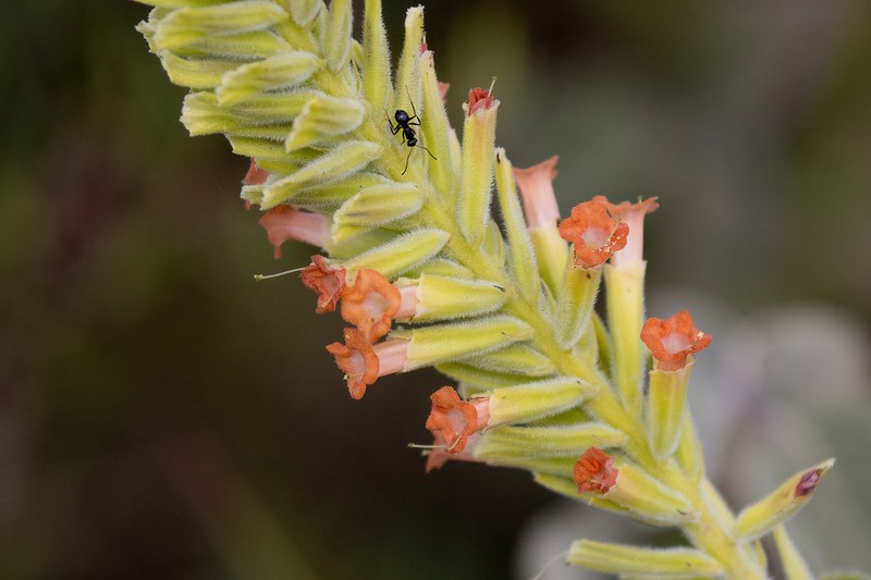 Stachytarpheta ratteri photo 2