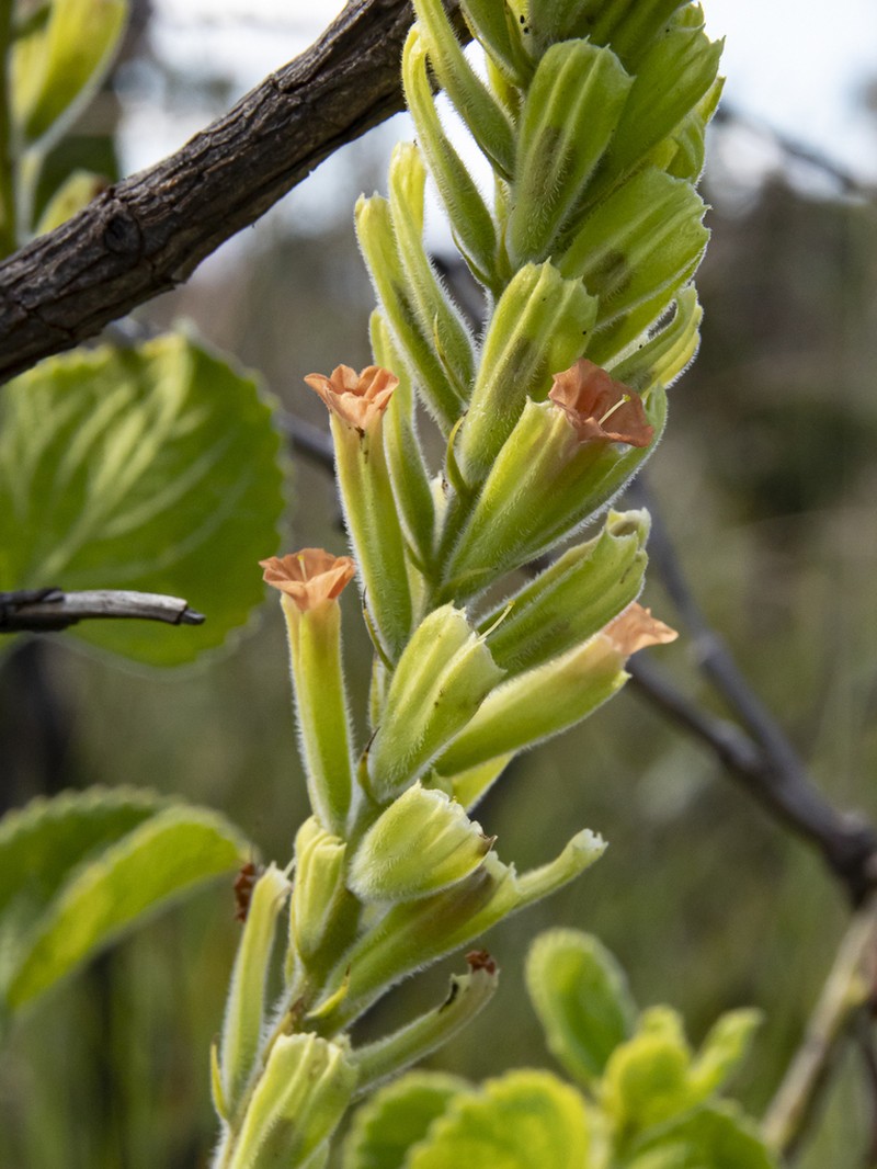 Stachytarpheta ratteri photo 3