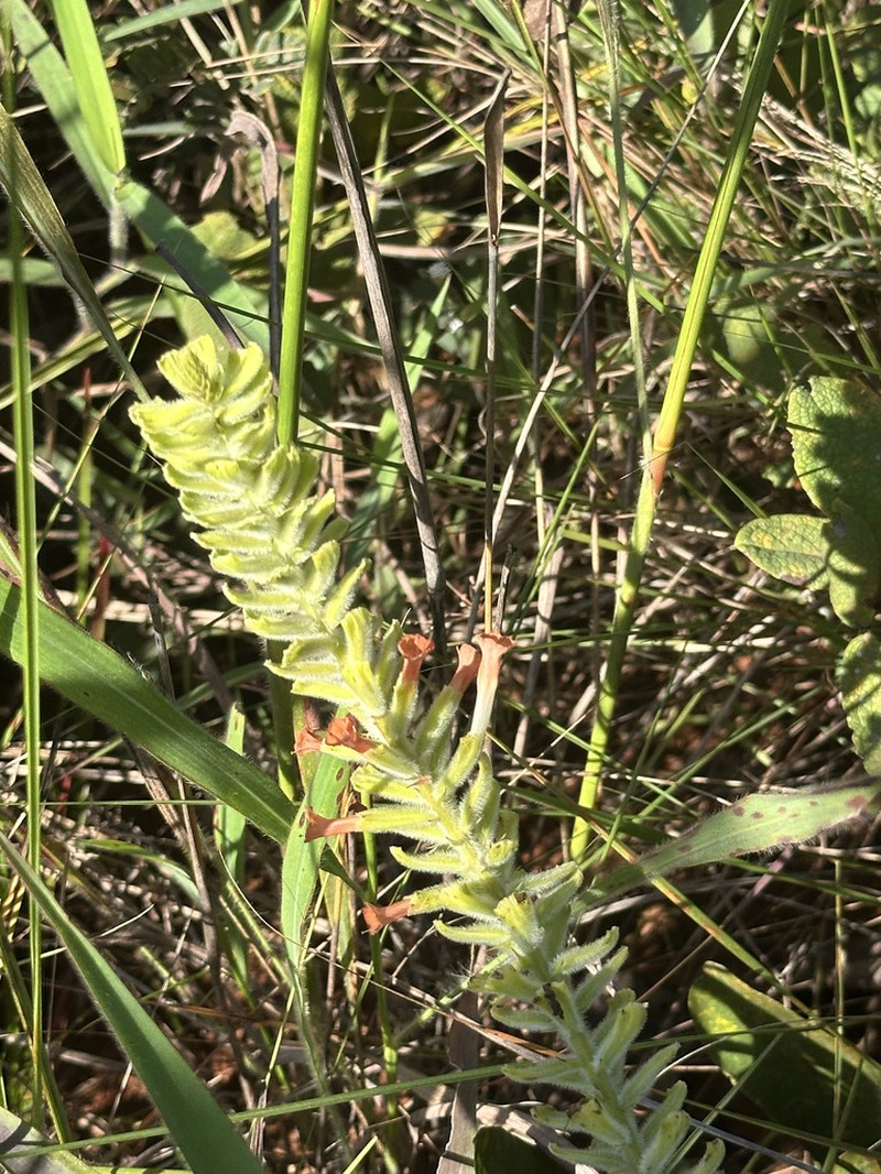 Stachytarpheta ratteri photo 4