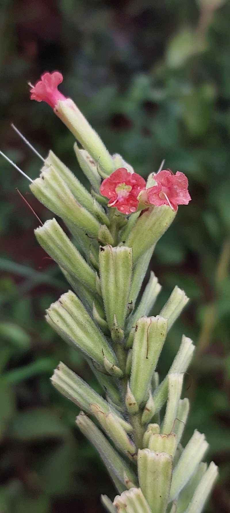 Stachytarpheta ratteri photo 6