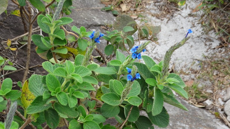 Stachytarpheta sobraliana