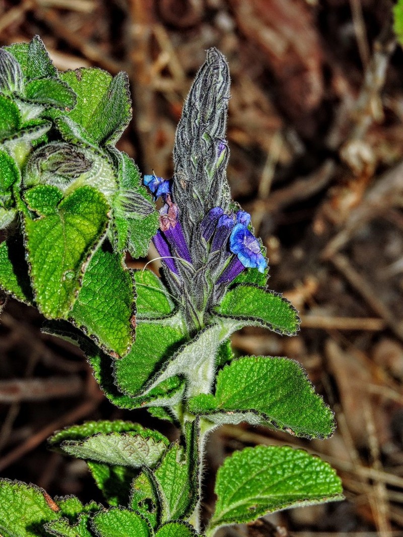 Stachytarpheta sobraliana photo 2