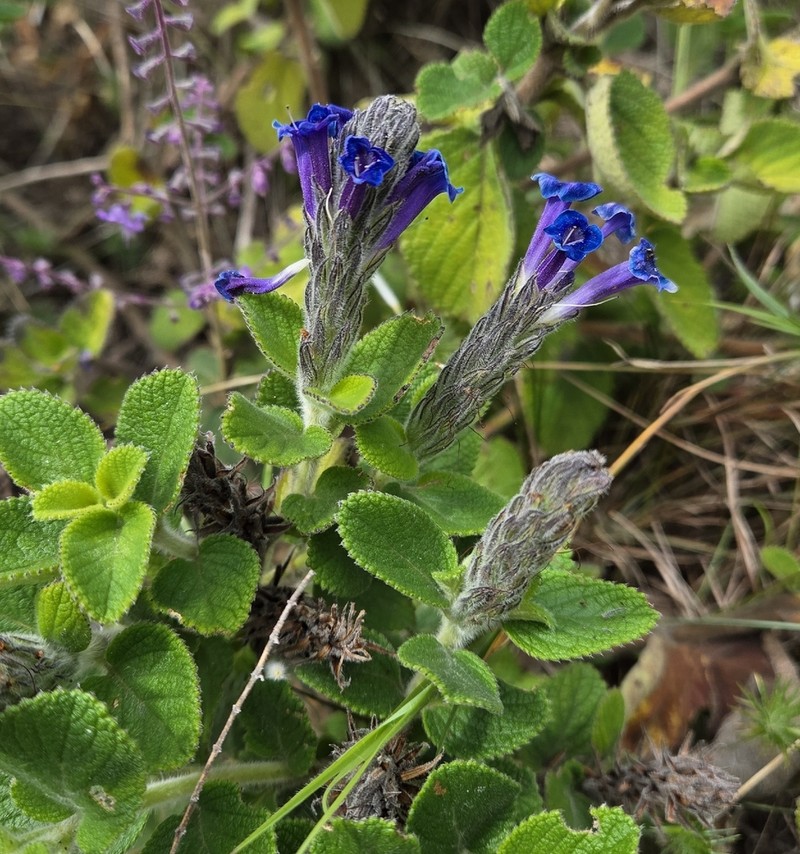Stachytarpheta sobraliana photo 4