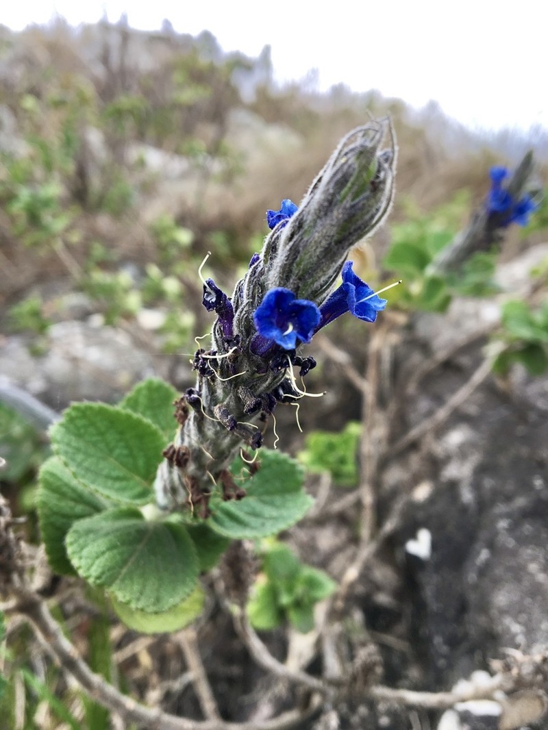 Stachytarpheta sobraliana photo 5