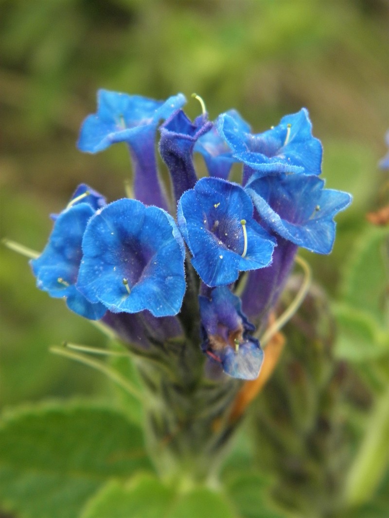 Stachytarpheta sobraliana photo 7