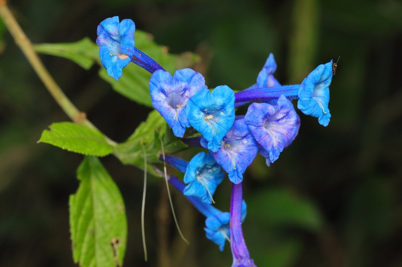 Stachytarpheta speciosa