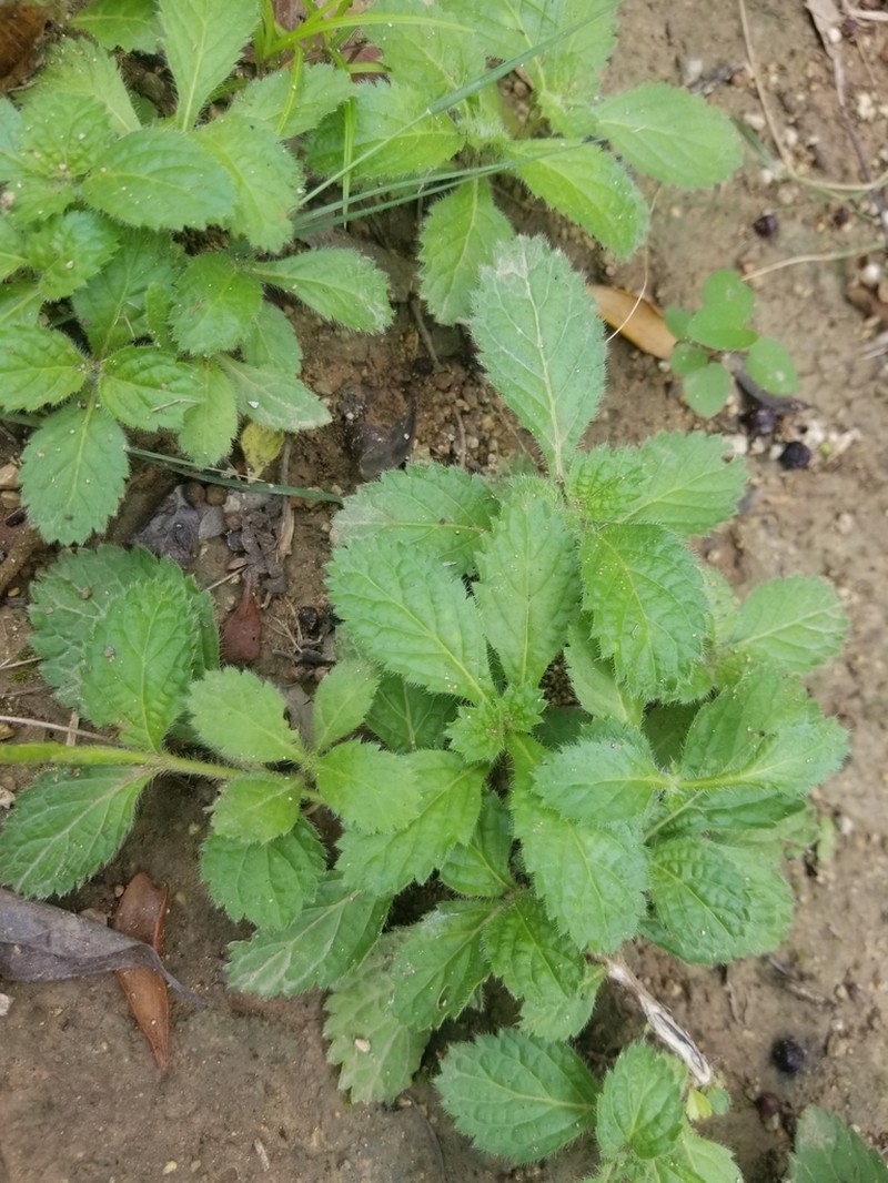West Indian Porterweed