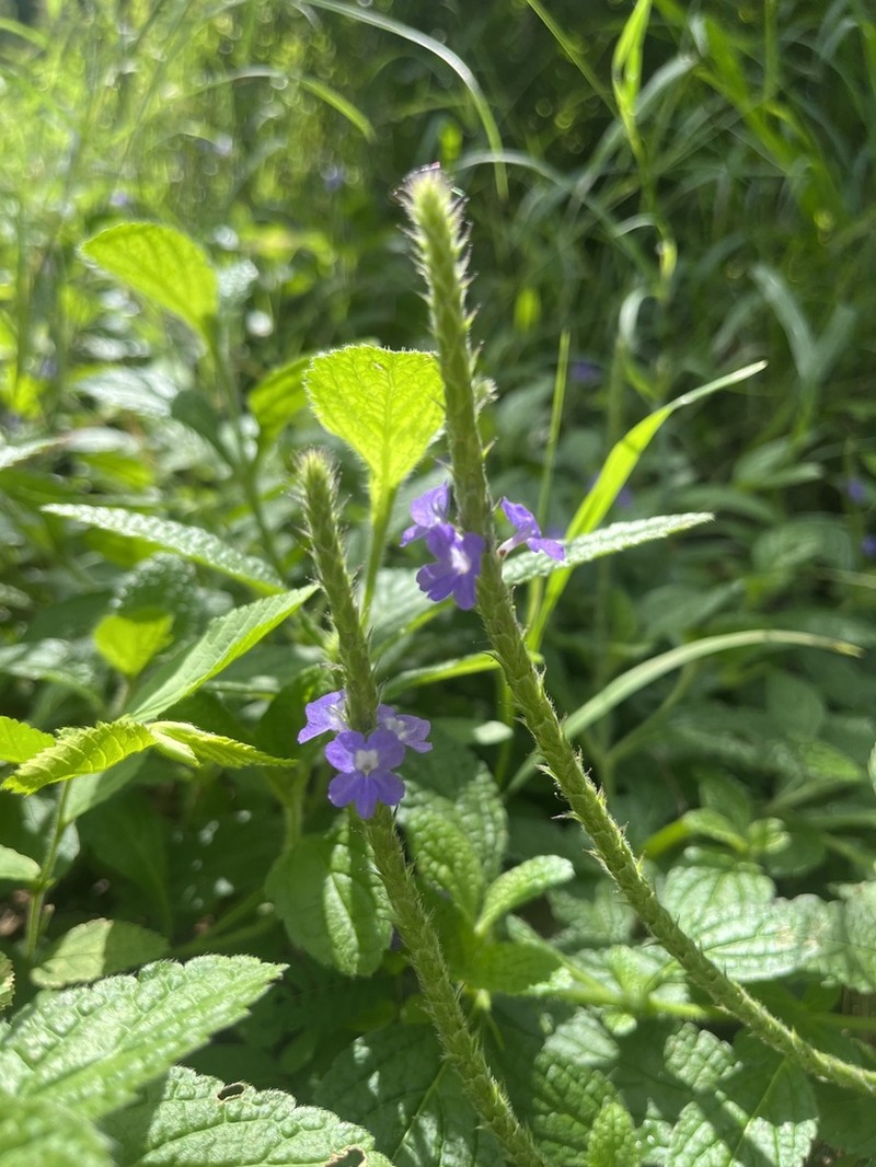 West Indian Porterweed photo 2