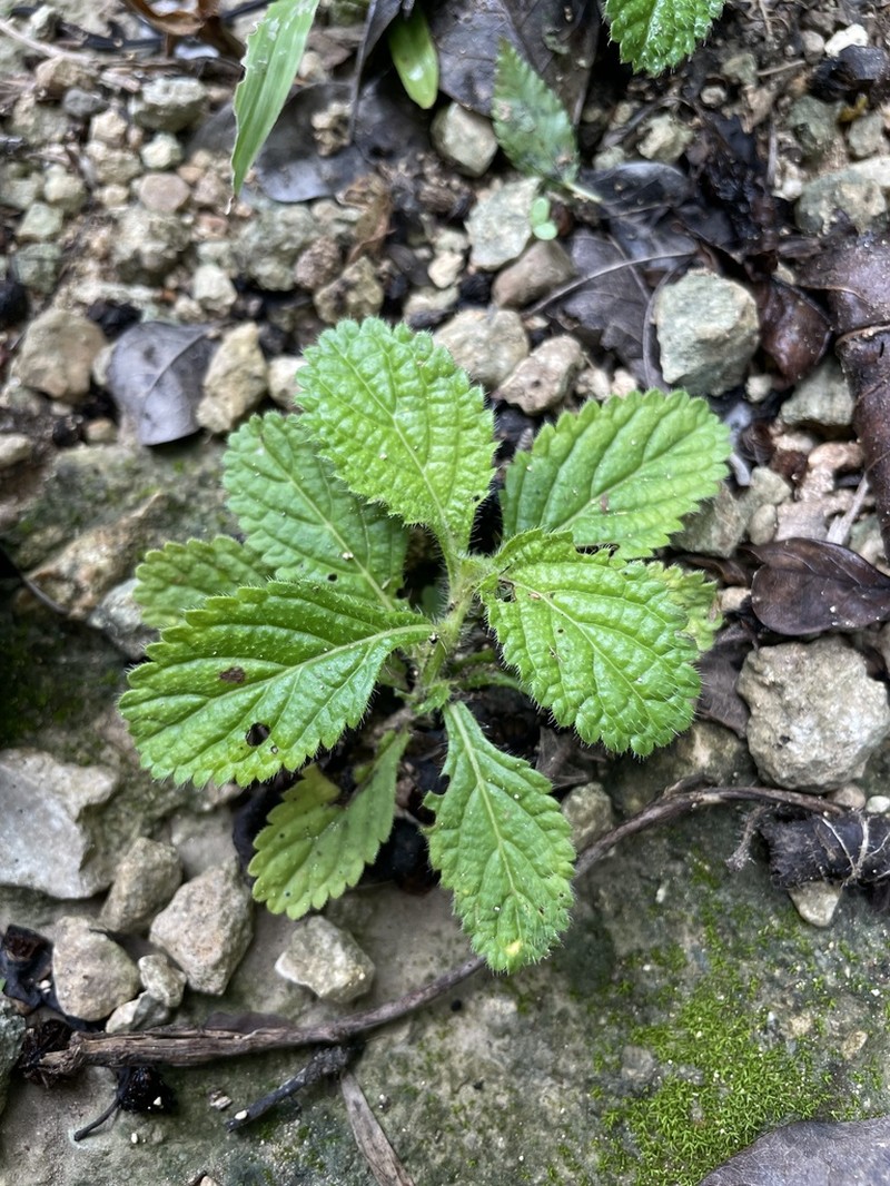 West Indian Porterweed photo 3