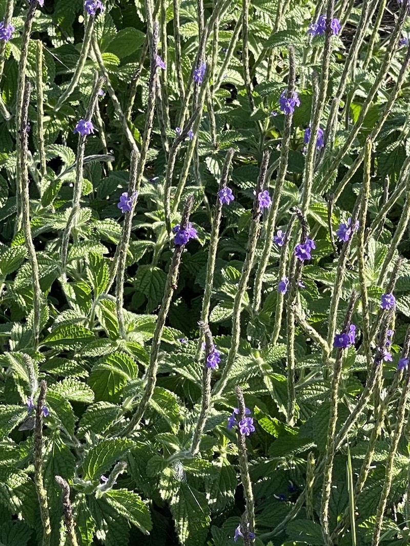 West Indian Porterweed photo 4