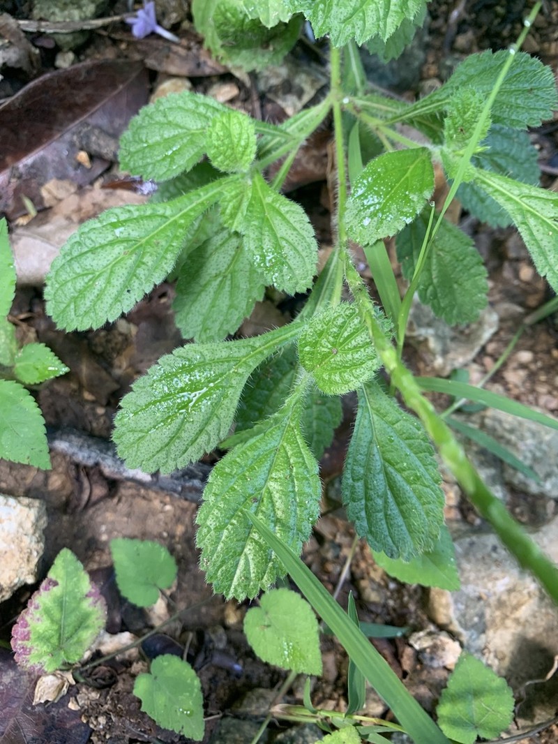 West Indian Porterweed photo 5