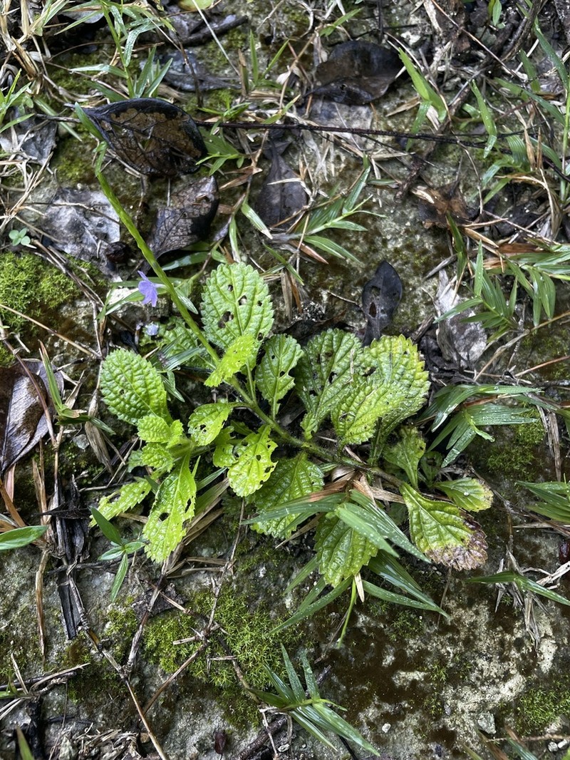West Indian Porterweed photo 6