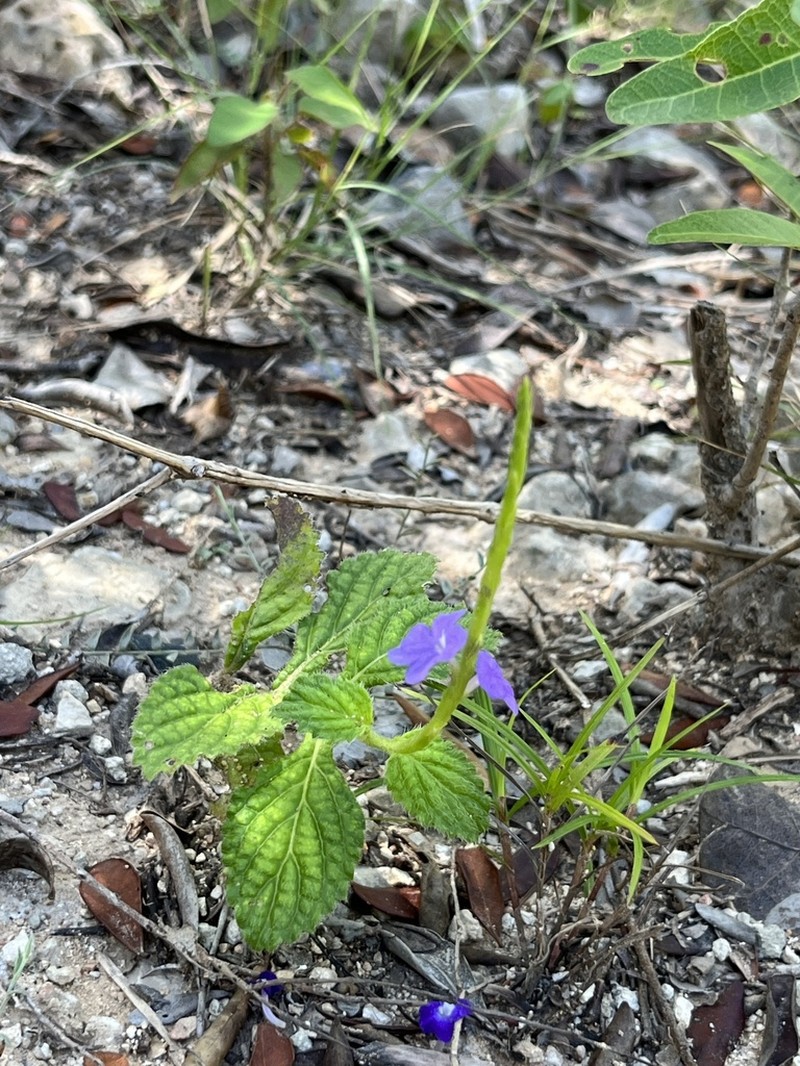 West Indian Porterweed photo 7