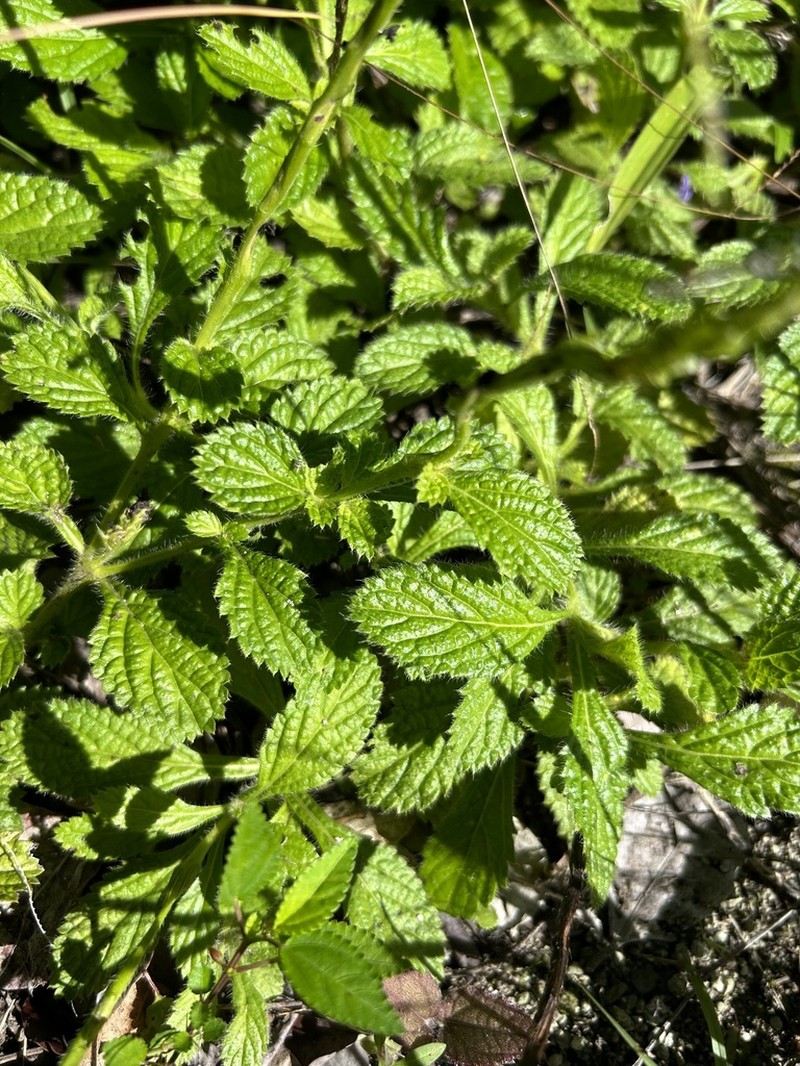 West Indian Porterweed photo 8