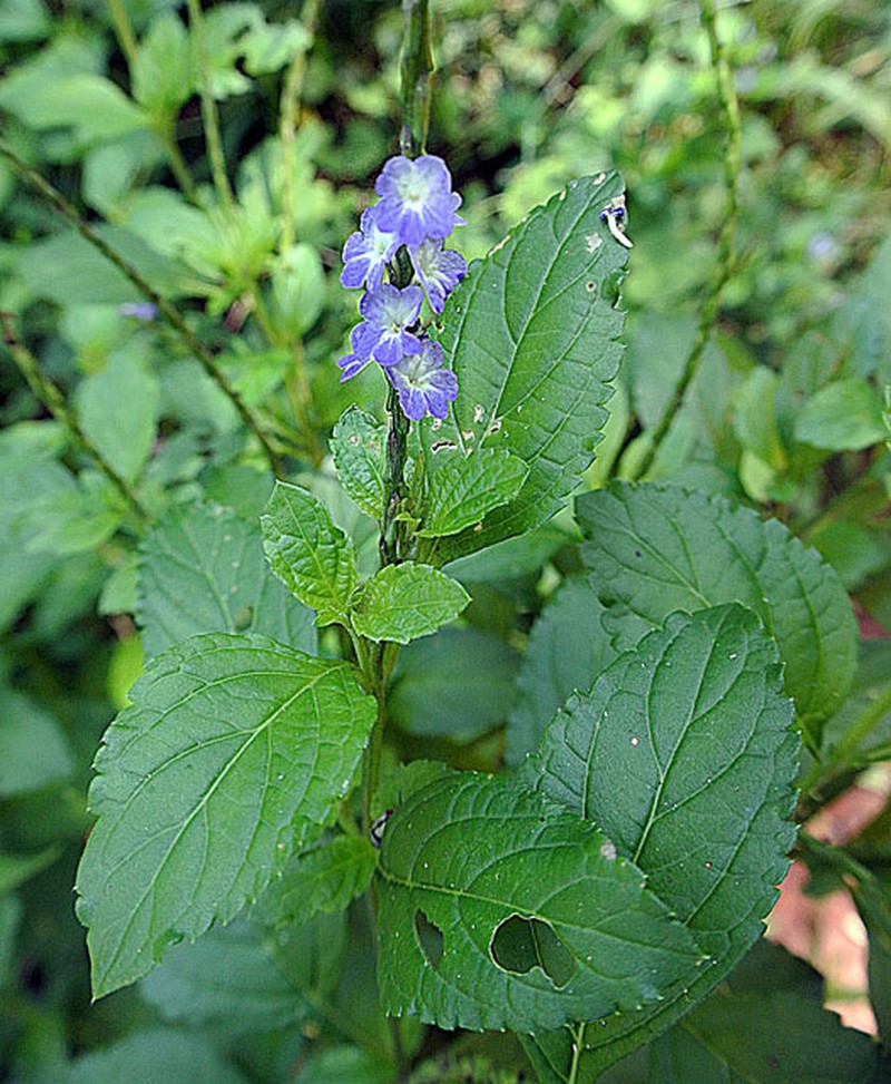 Nettleleaf Velvetberry photo 3