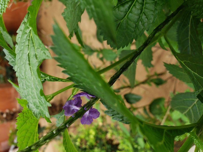 Nettleleaf Velvetberry photo 6
