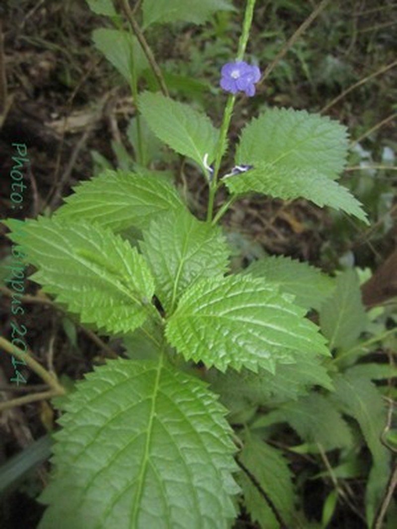 Nettleleaf Velvetberry