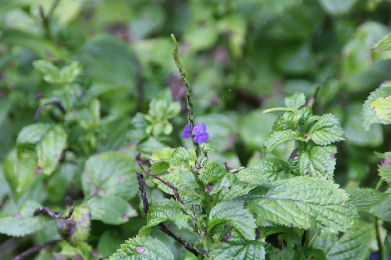 Nettleleaf Velvetberry photo 4