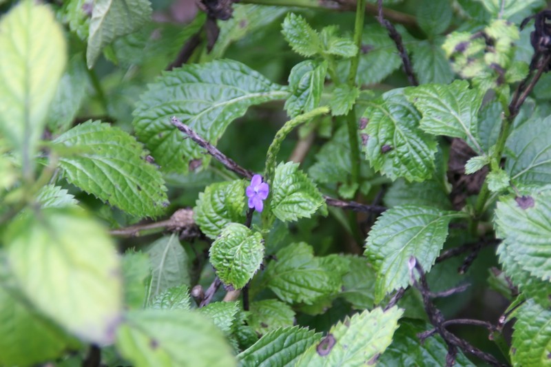 Nettleleaf Velvetberry photo 5